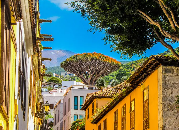 Tenerife: cosa vedere e dove andare per un'esperienza autentica 7 icod de los vinos albero drago canario